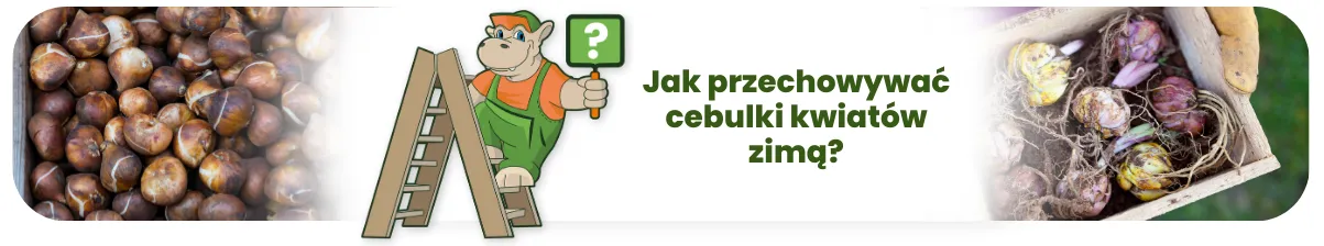 Jak przechowywać cebulki kwiatów zimą?